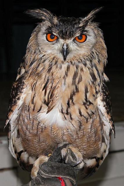 Ruben with the oh so orange eyes.jpg